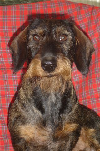 Publication : des plaines de Valinor