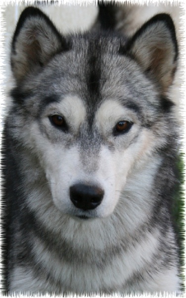 Publication : des plaines de Valinor