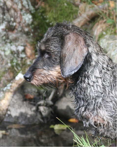 Publication : des plaines de Valinor