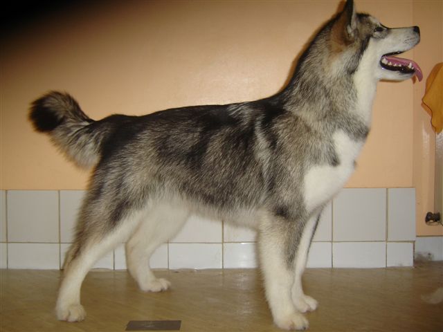 Publication : des plaines de Valinor