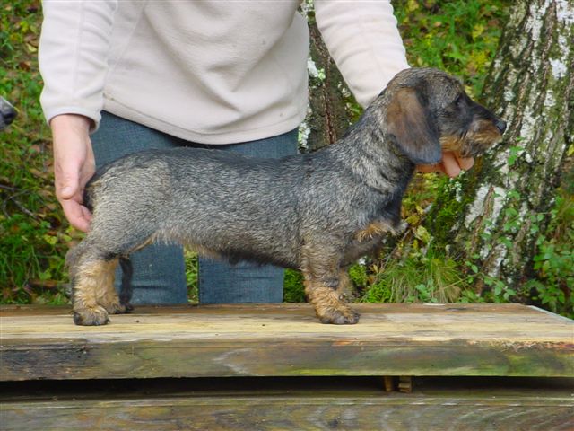 Publication : des plaines de Valinor