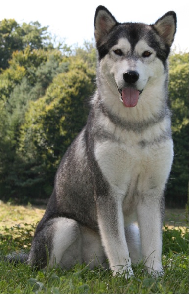 Publication : des plaines de Valinor