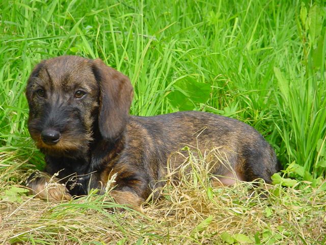 Publication : des plaines de Valinor