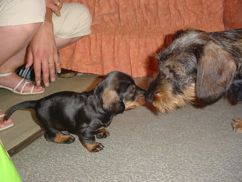 Publication : des plaines de Valinor