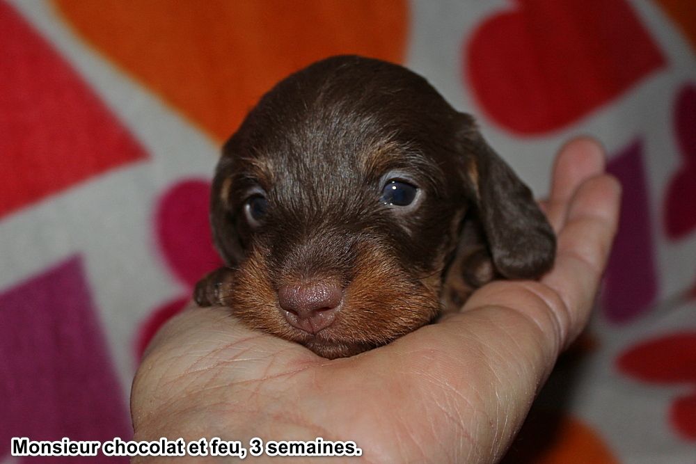 Monsieur chocolat et feu