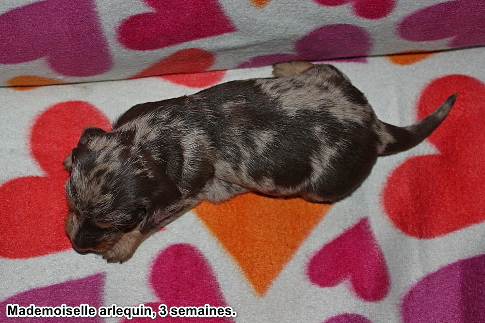 Mademoiselle arlequin