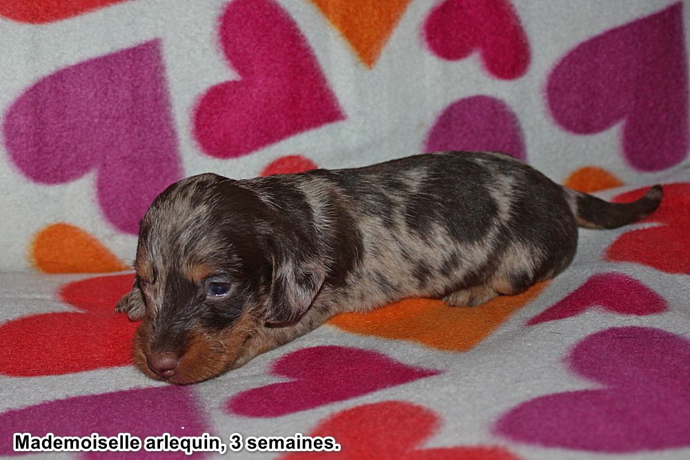 Mademoiselle arlequin