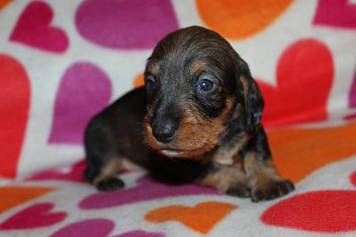 Les chiots de Teckel poil dur