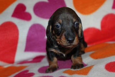Les chiots de Teckel poil dur