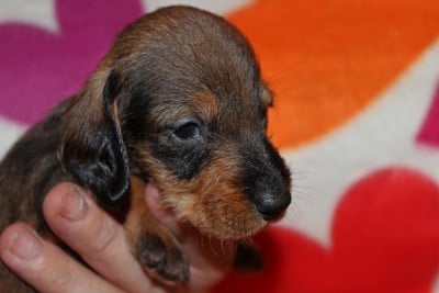 Les chiots de Teckel poil dur