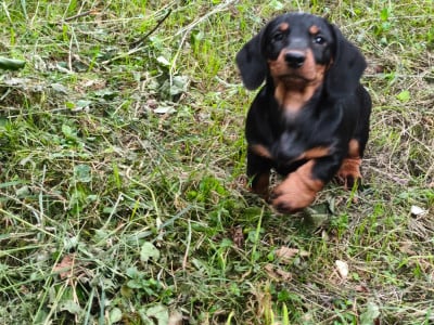 Les chiots de Teckel poil dur