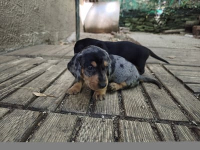 Les chiots de Teckel poil dur