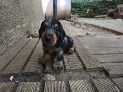 Les chiots de Teckel poil dur