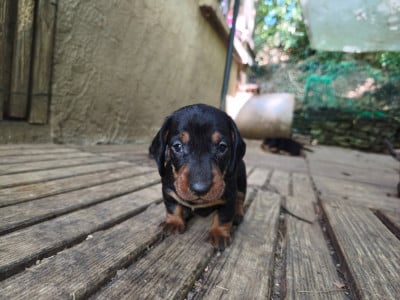 Les chiots de Teckel poil dur
