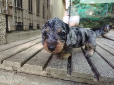 Les chiots de Teckel poil dur