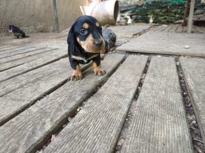 Les chiots de Teckel poil dur