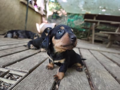 Les chiots de Teckel poil dur