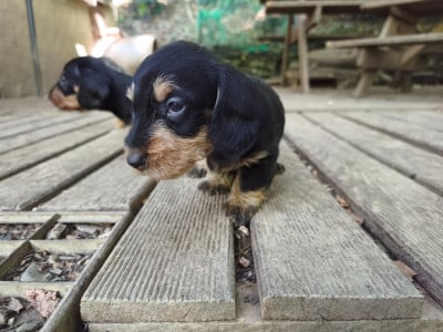 Les chiots de Teckel poil dur
