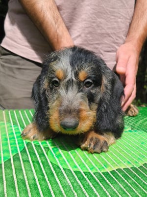 Les chiots de Teckel poil dur