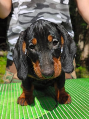 Les chiots de Teckel poil dur
