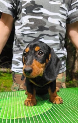 Les chiots de Teckel poil dur