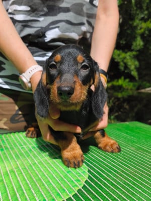 Les chiots de Teckel poil dur