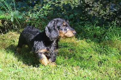Les chiots de Teckel poil dur