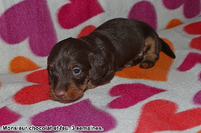 Les chiots de Teckel poil dur