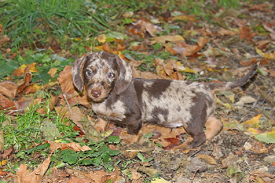 Les chiots de Teckel poil dur