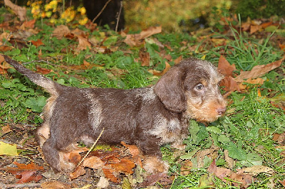 Les chiots de Teckel poil dur