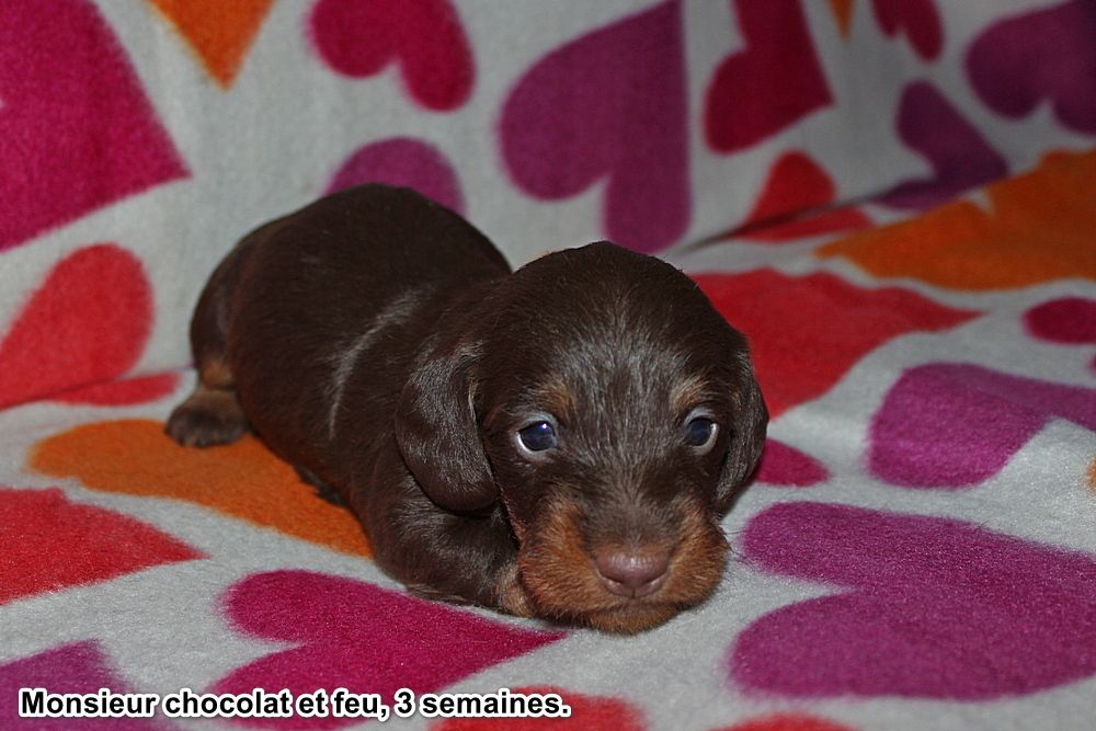 Monsieur chocolat et feu