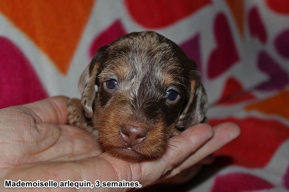 Mademoiselle arlequin