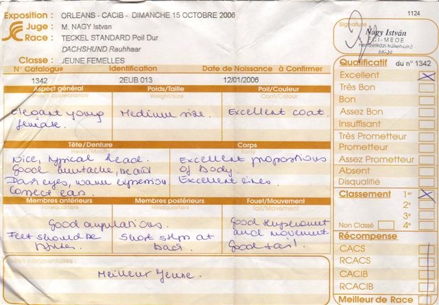 CH. Biscotte Du sasia - 1er exc. -- Meilleur jeune -- 2ème B.O.G.Jeune