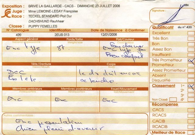 CH. Biscotte Du sasia - T.Prometteur -- B.O.G.Jeune -- B.I.S.Jeune