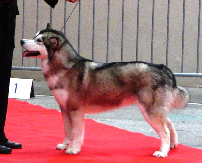 CH. Baltic okkomut des rives du haut Verdon - C.A.C.S - C.A.C.I.B.