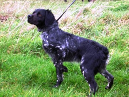 TR. CH. Artee de la Mare Bourcy - 3eme Excellent