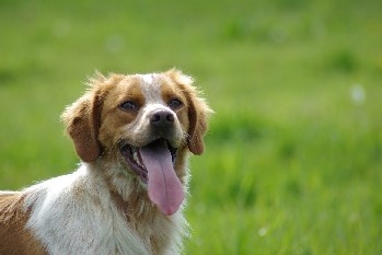 TR. CH. Clip De saint thurial - 2ème EXC CIMBO