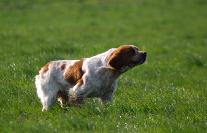 TR. CH. Clip De saint thurial - 5eme TB