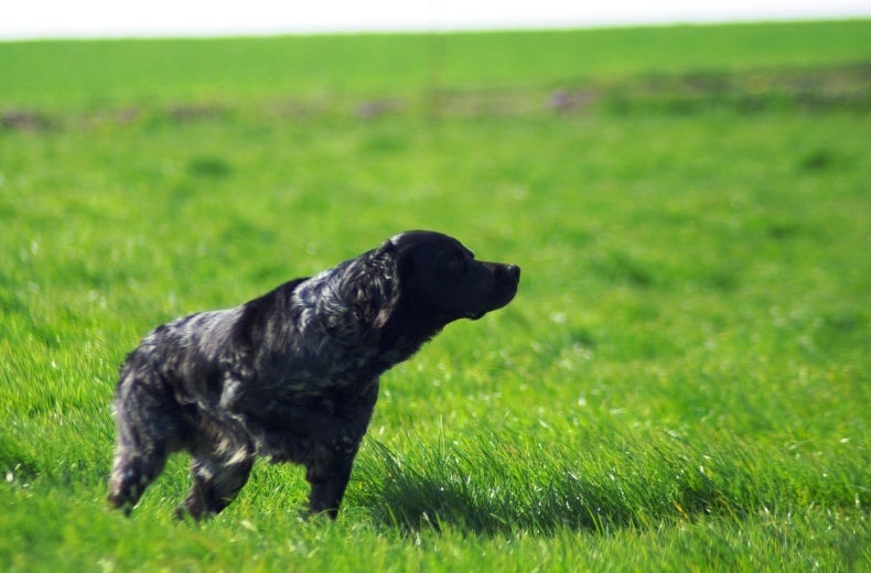 TR. CH. Artee de la Mare Bourcy - 1er Exc CACT