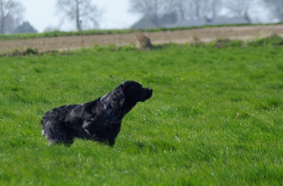TR. CH. Artee de la Mare Bourcy - 2eme Exc