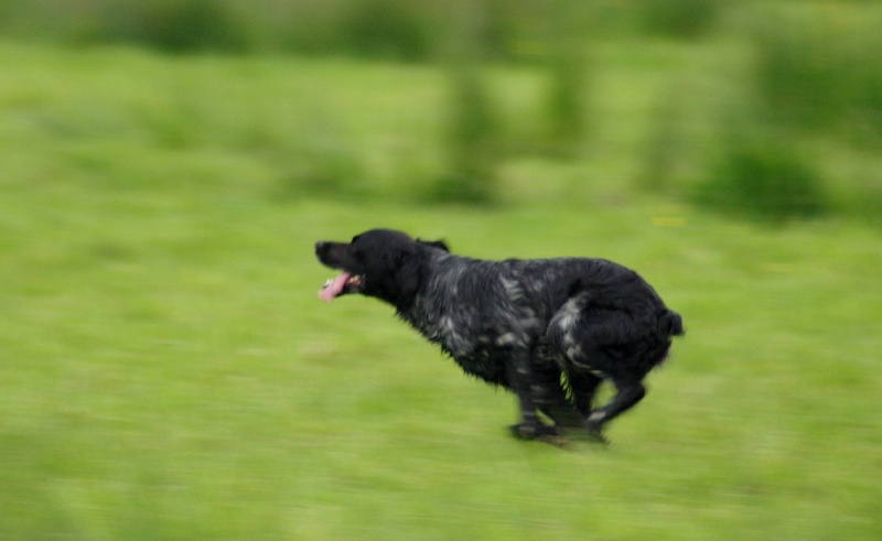 TR. CH. Artee de la Mare Bourcy - 4eme Excellent