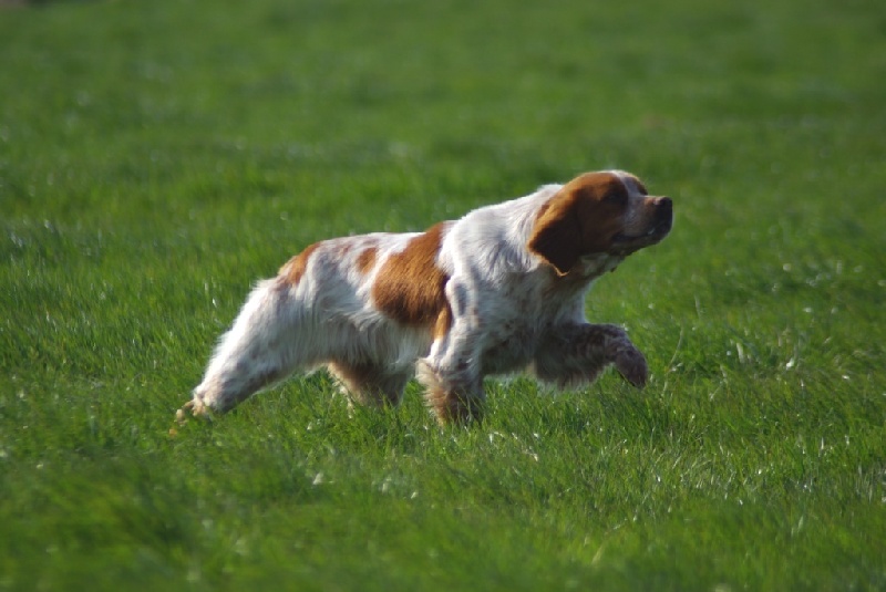 TR. CH. Clip De saint thurial - 3eme TB