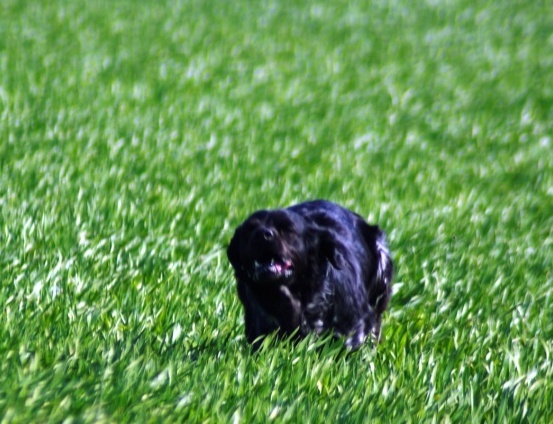 TR. CH. Artee de la Mare Bourcy - 2eme EXC