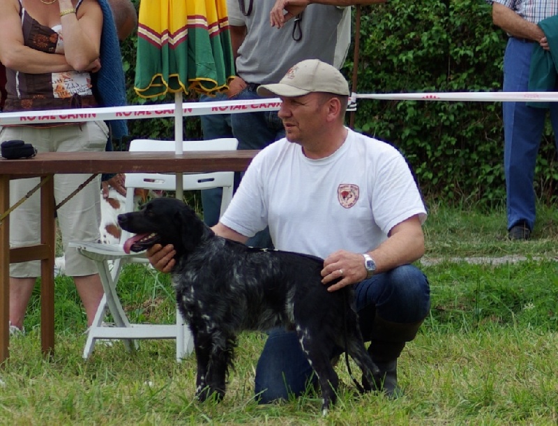 TR. CH. Artee de la Mare Bourcy - Excellent