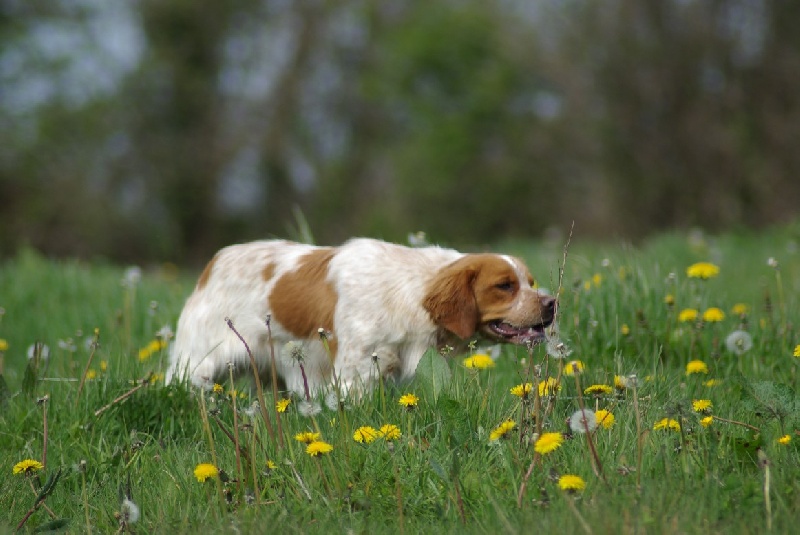 TR. CH. Clip De saint thurial - 1 er EXC CIMBO