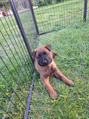 Les chiots de Berger Belge