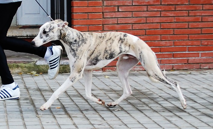 Publication : Can Nel