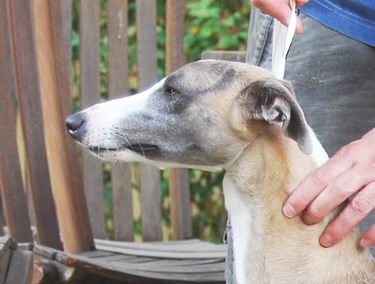 Publication : Can Nel