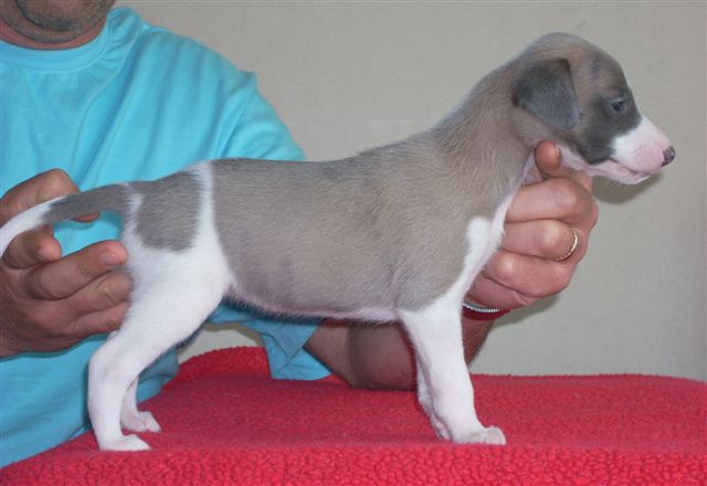 Publication : Can Nel