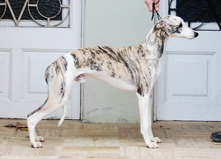 Publication : Can Nel